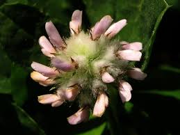 Trifolium tomentosum - Wikipedia