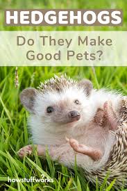 I have heard that they don't make good pets, some kinda disease or bug they can pass on to people. Hedgehogs Adorable But Do They Make Good Pets Pets Hedgehog Pet Dog Training Books