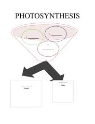 Photosynthesis Flow Chart Worksheet