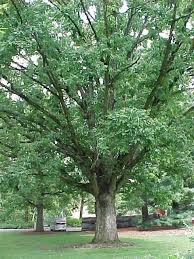 Quercus Oak White Oak Greensboro