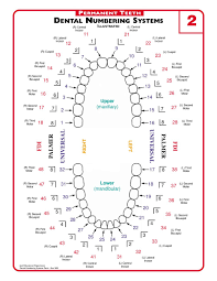 Mint Kids Dentistry How To Use The Dental Chart For Your