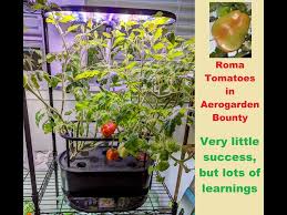 roma tomatoes growing in aerogarden