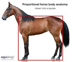 horse anatomy diagrams of horse body