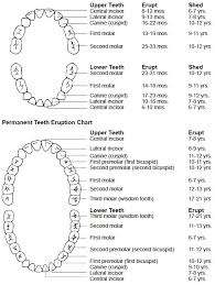 Rational Tooth Charts Number Chart Of Adult Teeth Vs Baby