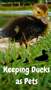 Our 2021 best dog food australia list can guide you into improving the health of your pet. 5 Things To Remember When Keeping Ducks As Pets Pbs Pet Travel