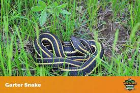 what do snakes eat aaac wildlife