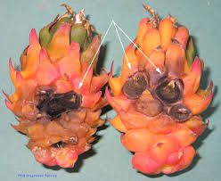 Bipolaris cactivora , cactusgövde çürümesine neden olan bir bitki patojenidir. Bipolaris Cactivora Figs 1 2