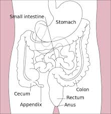 small intestine parts function