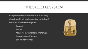 ppt skeletal system powerpoint