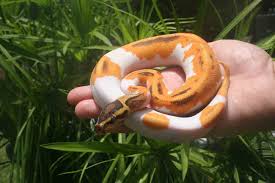 ball python history care and breeding