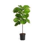 how-big-is-a-3-gallon-fig