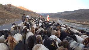 Siirt'te 10 bin lira maaşla çalıştıracak çoban bulamıyorlar - Son dakika  ekonomi haberleri