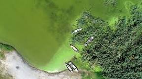 uluabat-gölü-neden-yeşil