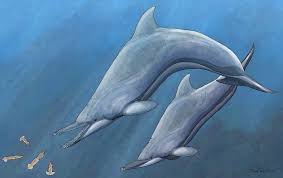 these prehistoric dolphins had tusk