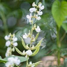 White Hyacinth Bean gambar png