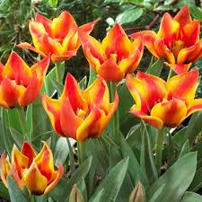 Cape cod ice offers an organized system of scheduled deliveries to our large base of accounts. Buy Tulips Cape Cod Greigii Tulip Free Delivery