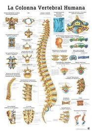 Amazon Com The Human Spine Laminated Anatomy Chart La