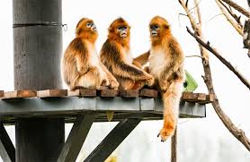 zoo in jiangsu uses monkey as make up
