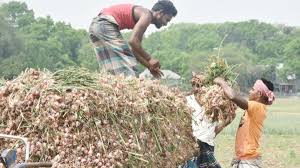 পেঁয়াজের উৎপাদন বাড়াতে ১৪ কোটি টাকার প্রণোদনা দেবে সরকার