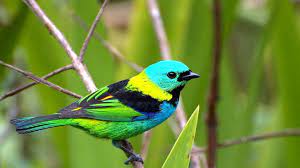 cool-colorful-birds-wallpaper-free-download