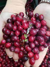 クランベリー」とは？魅惑の赤い果実の物語と最新レシピ | TOMIZ | 富澤商店 Column