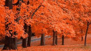 39 best free autumn wallpapers