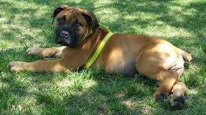 We've got pups from breeders and private sellers. Boerboel Puppy 3 Months Big Dogs Boerboel Dog Gifts