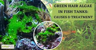 green hair algae in fish tanks causes
