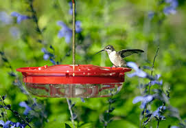 All About Hummingbird Feeders Garden Gate