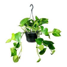 Money Plant With Hanging Pot Plants