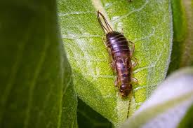 What Are Signs Of An Earwig Infestation