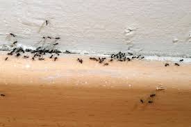 3 how to eradicate an ant infestation in bathroom. Pest Control We Have Ants Who Has Suggestions For Getting Rid Of Them Quora