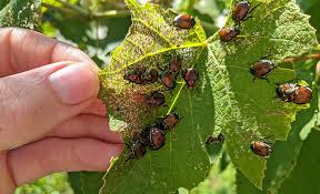 how to control insect pests in your