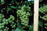 Vitis vinifera varieties