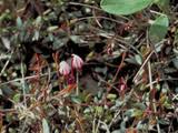 Vaccinium oxycoccos (Small cranberry) | Native Plants of North ...
