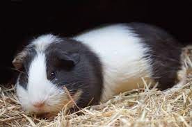 what is the best guinea pig bedding