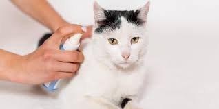 frontline spray for cats overview