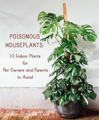Poisonous Houseplants 10 Indoor Plants