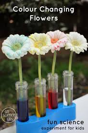 2 flower science projects for kids. Colour Changing Flowers Experiment Go Science Kids