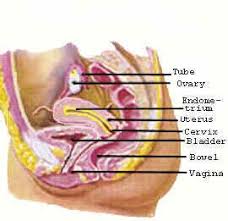 The female reproductive system enables a woman to conceive, nurture and deliver a baby. Female Reproductive Organs Women S Health Made Simple