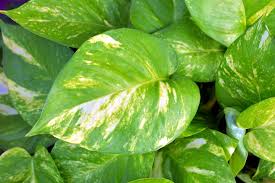 are pothos plants toxic to cats miss