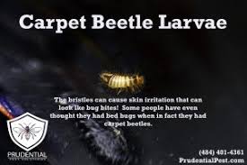 carpet beetle treatments prudential