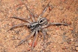 How To Get Rid Of Wolf Spiders