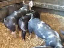 What is the cheapest feed for pigs?