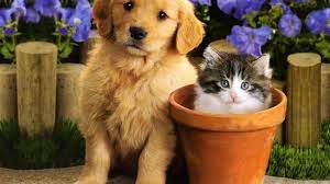 54 cute puppy and kitten