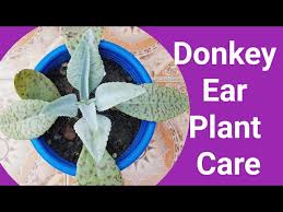 Bunny ears cacti are closely related to o. Donkey Ear Plant Care Propagation Kalanchoe Gastonis Bonnieri Full Care Tips Youtube