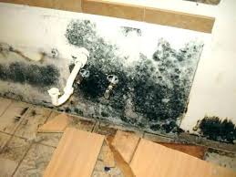 the dangers of black mold and