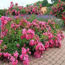 rosa x flower carpet noatraum pink rose