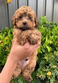 toy poodle x in south australia dogs