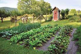 organic vegetable gardening challenges